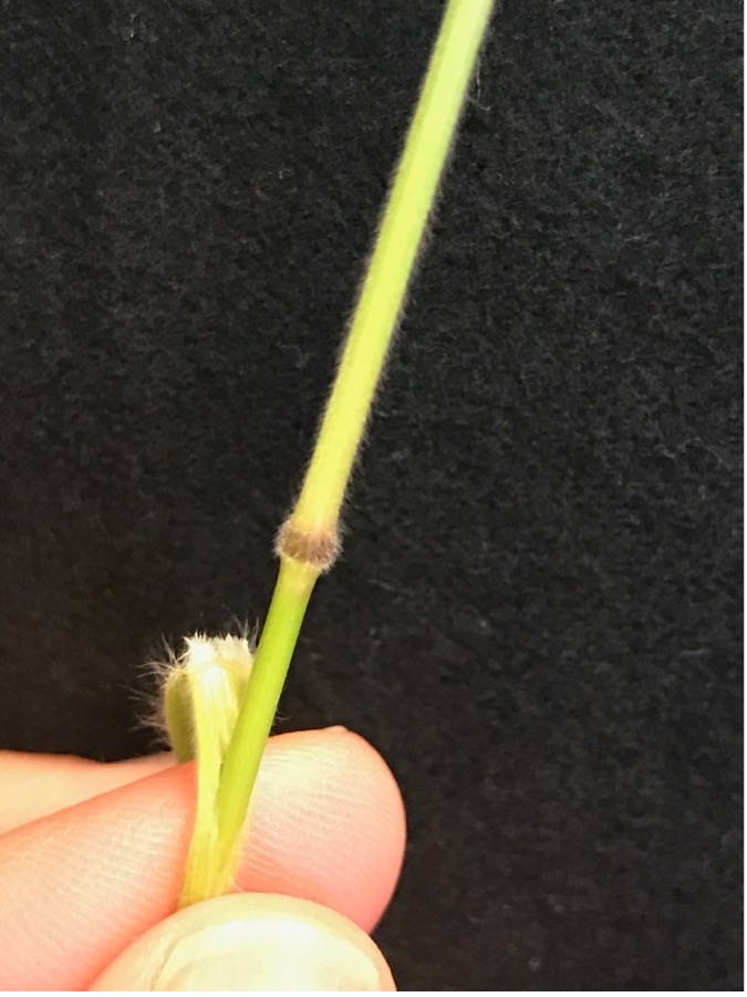 A hand holding a hairy stem with a darker node.