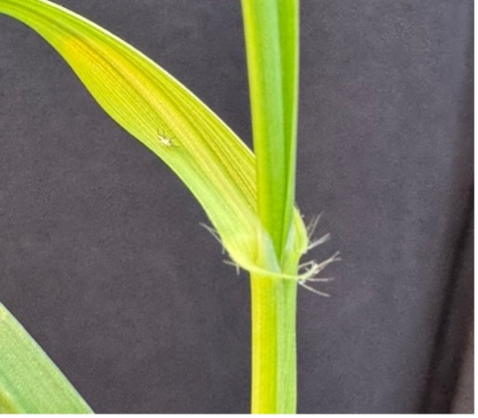 A hairy leaf collar region on a wheat stem.