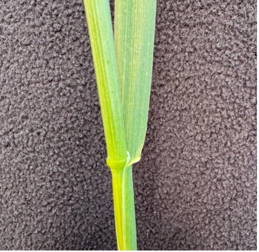 A smooth leaf collar on an oat stem.
