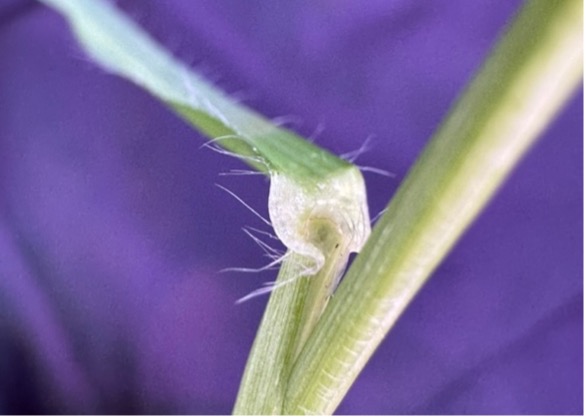A lighter colored collar compared to the leaf blade on a jointed goatgrass stem.