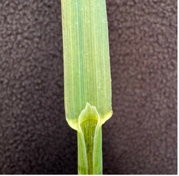 A membranous and pointed ligule on an oat stem.
