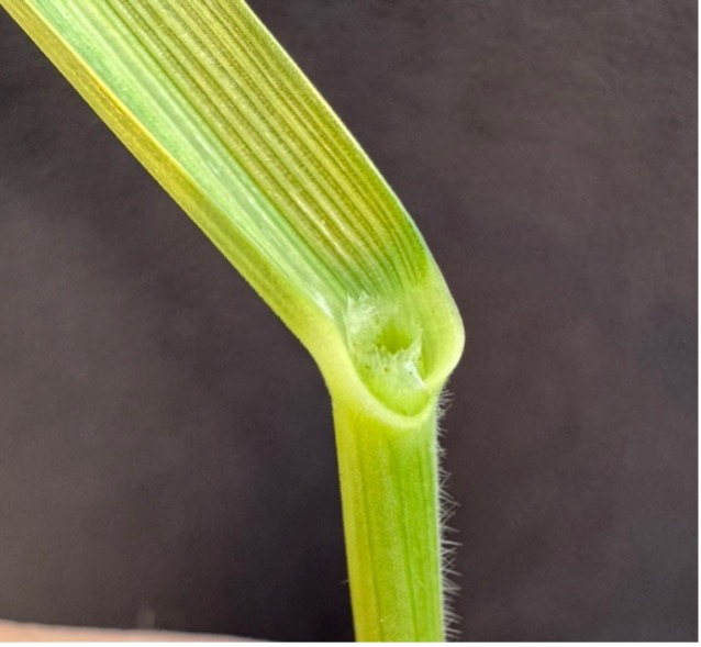 A small and serrated ligule on a rye stem.