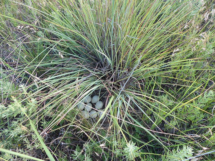 Overhead cover over a prairie-chicken nest.