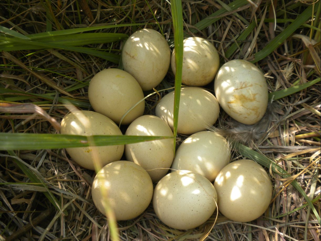 A chicken nest of eggs.