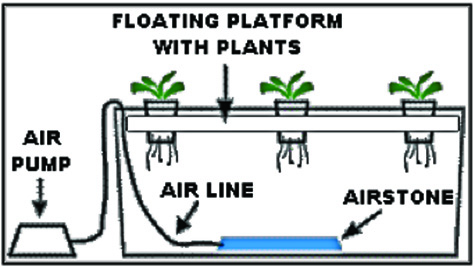 The Water Culture System