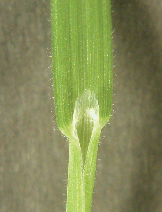 Dense hairs found on blade and sheath at maturity.