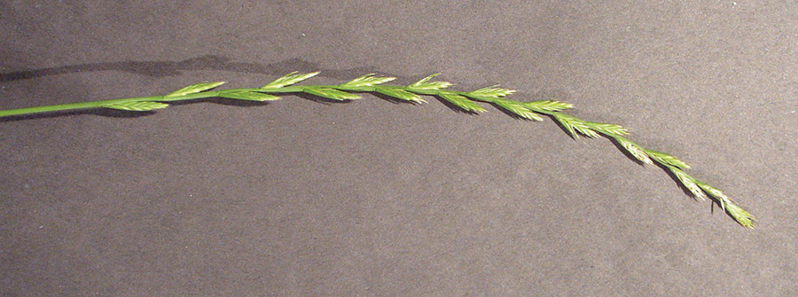 Elongated spike with 5 to 28 spikelets and comprising florets anywhere from 4 to 17.