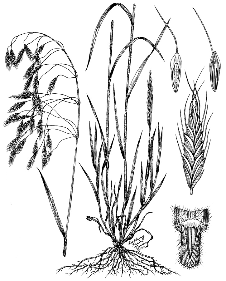A diagram of a japanese brome.