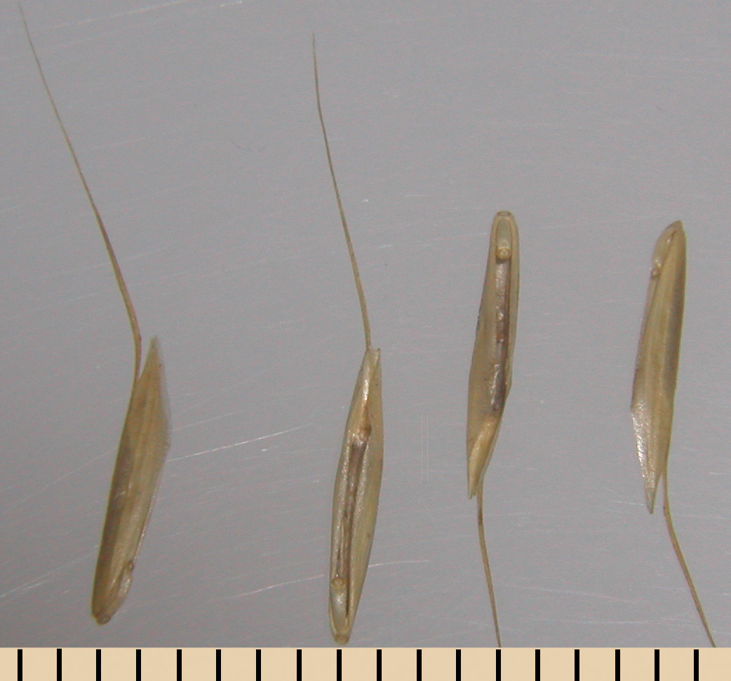 Downy brome floret arched with long awn and numerous hairs across back.