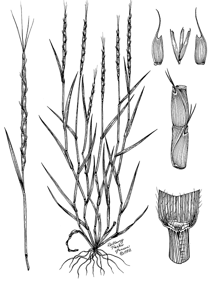 A diagram of Jointed goatgrass.