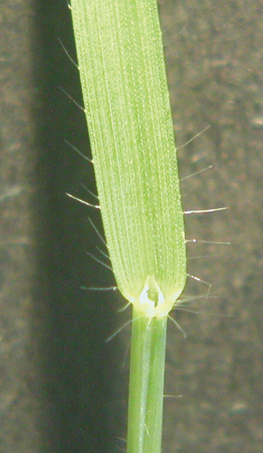 Long distinct hairs are present on margins near collar with small auricles.