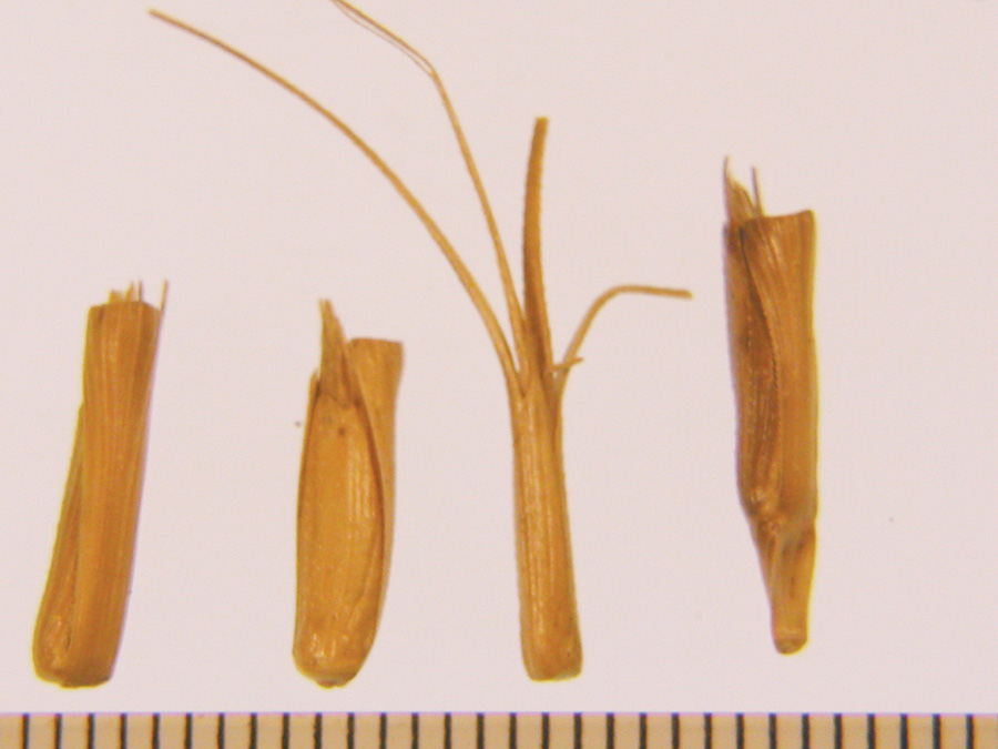 Upper joints of jointed goatgrass are shown shattered.