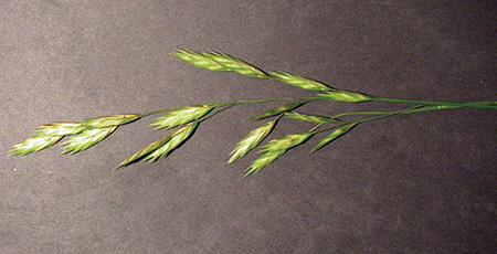 Open panicles with strongly flattened spikelets and tightly overlapping florets with little or no pubescence on stems and upper leaves.
