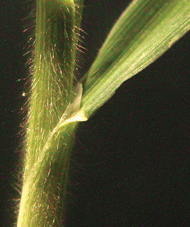 A close up of dense pubescence that covers seedlings.
