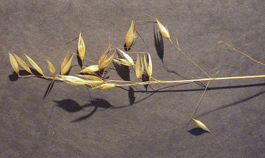Open panicles with drooping spikelets on abruptly bent pedicles.