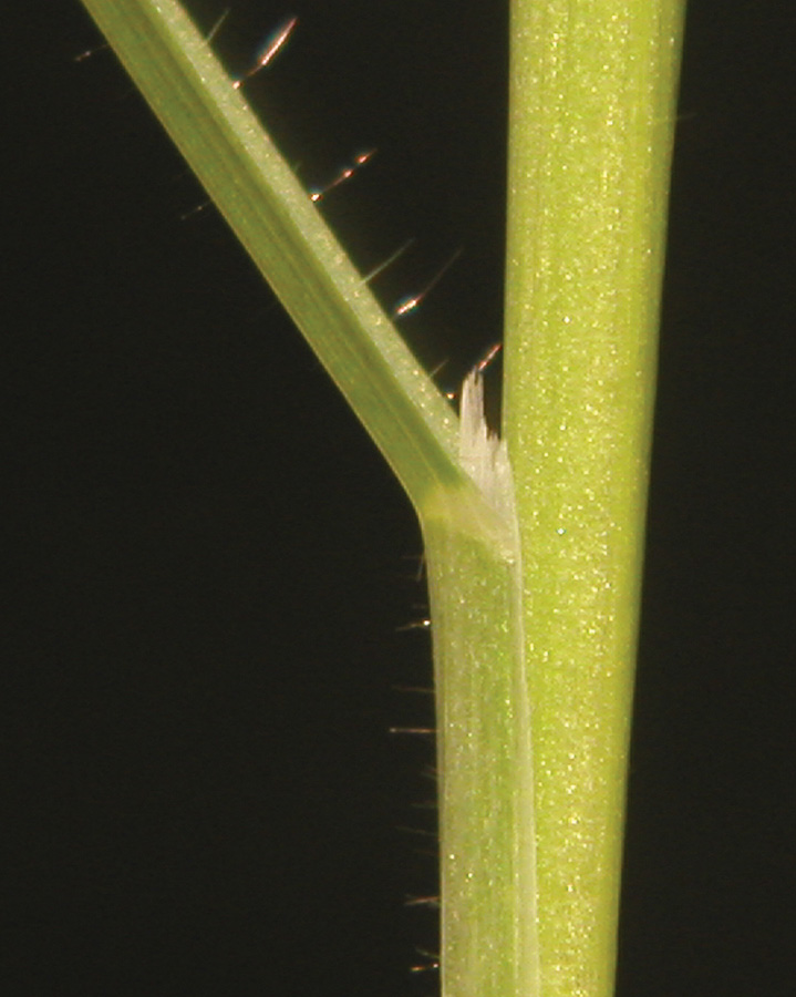 Scattered hairs on seedlings with a color that often appears blue.