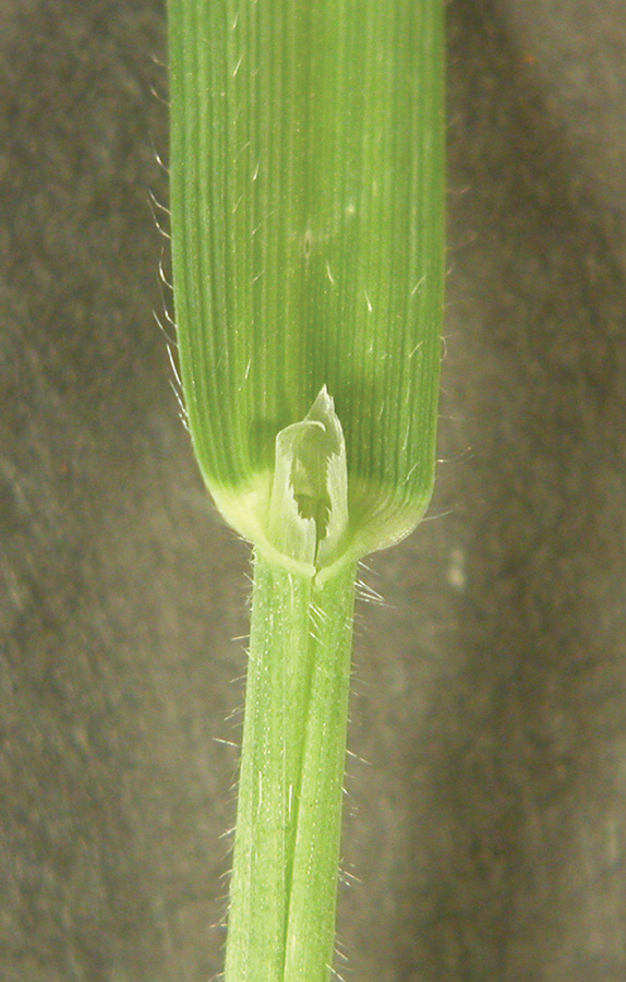 Scattered hairs on leaves and stems with a very long ligule.