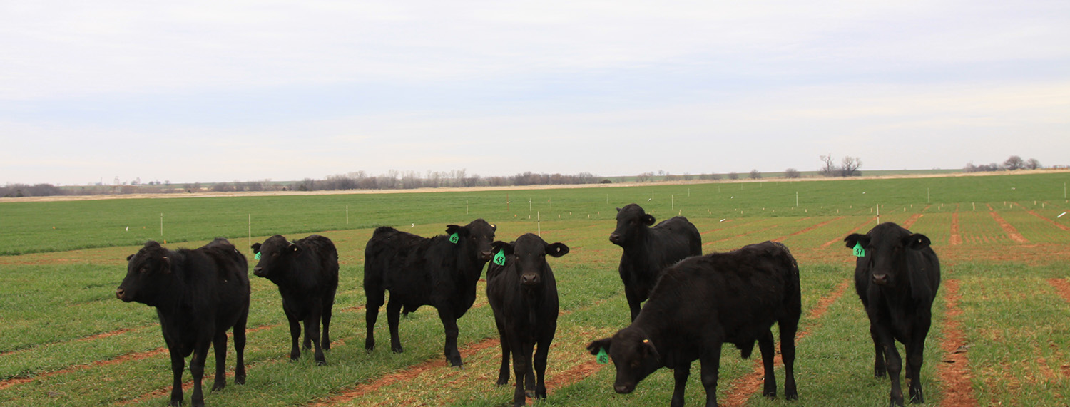 A group of black cattle standing in dual-purpose plots.