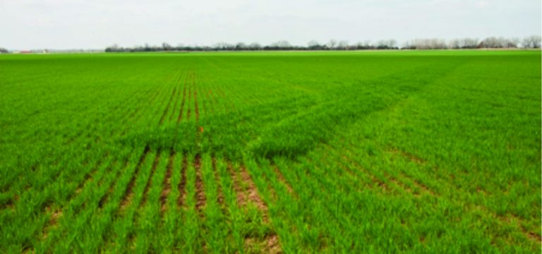 N-rich strip in a producer’s winter wheat field