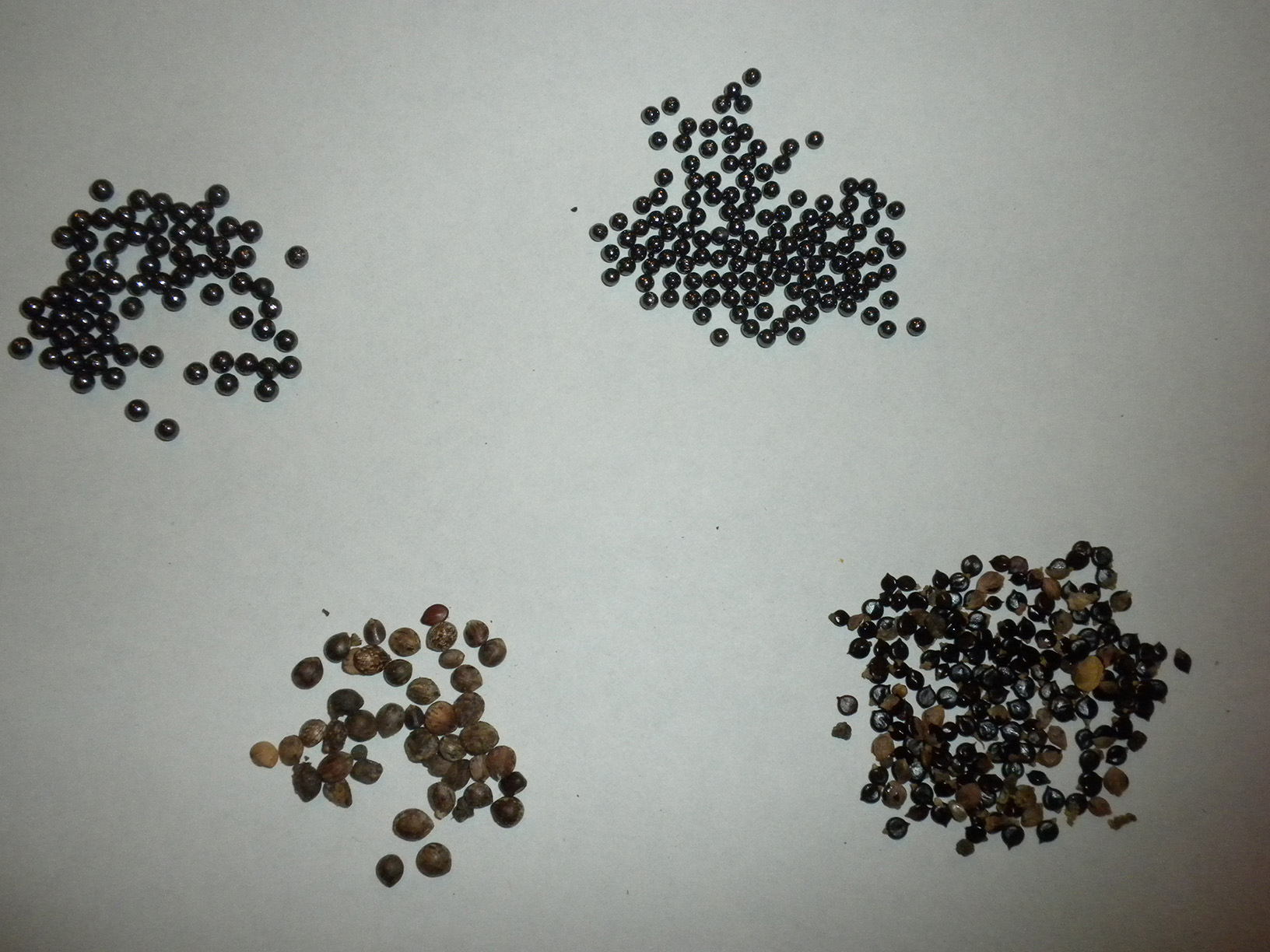 Difference in size between lead shots and seeds.