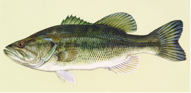Largemouth Bass. 