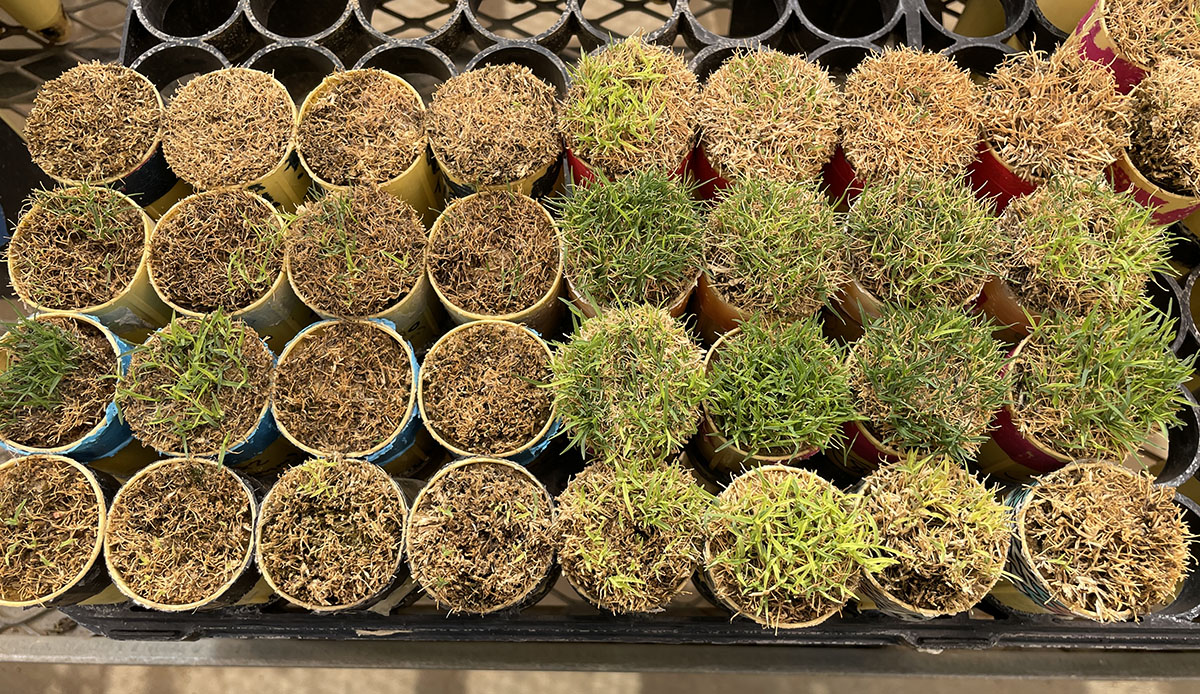 Several different pots with bermudagresses plated, showing different stages of exposure to cold.