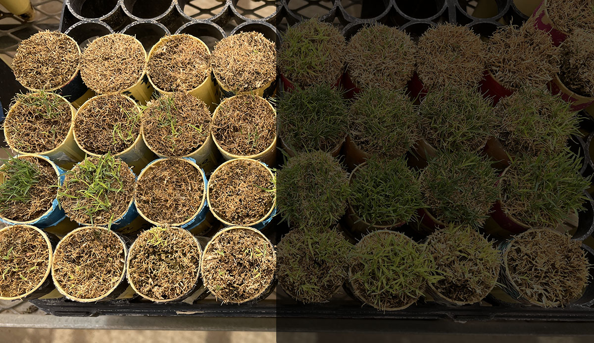 Several different pots with bermudagresses plated, showing different stages of exposure to cold.