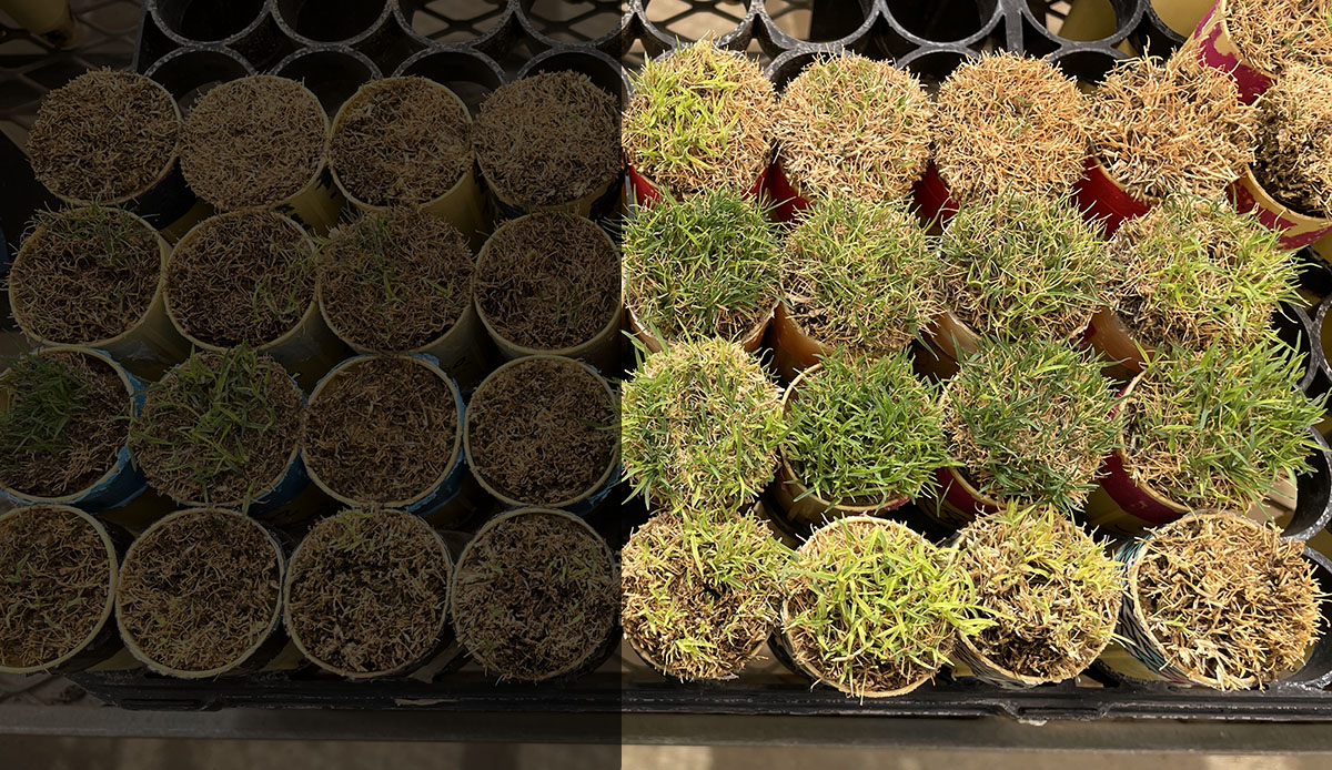 Several different pots with bermudagresses plated, showing different stages of exposure to cold.