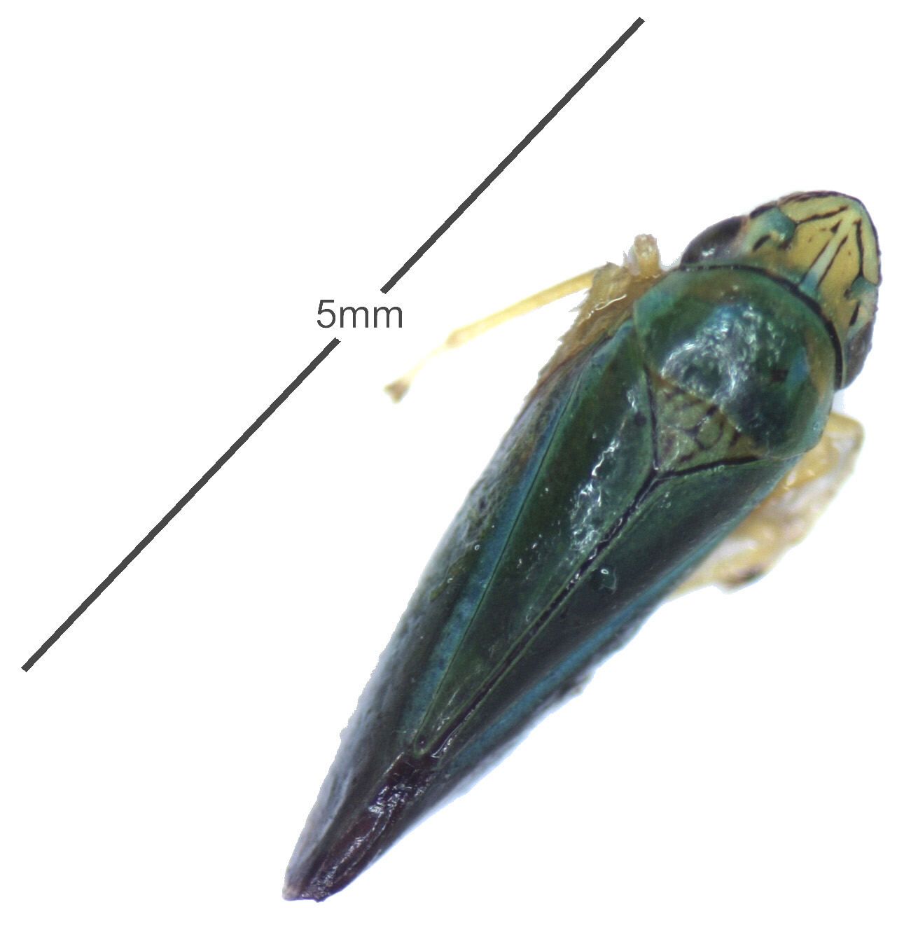 5mm Graphocephala versuta