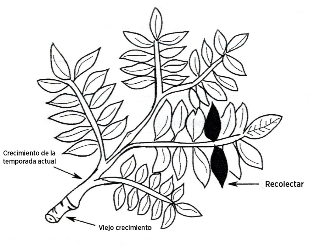 A drawing of a tree limb with arrows pointing at Crecimiento de la temporada actual, viejo crecimiento and two darkened leaves labeled as recolectaw.