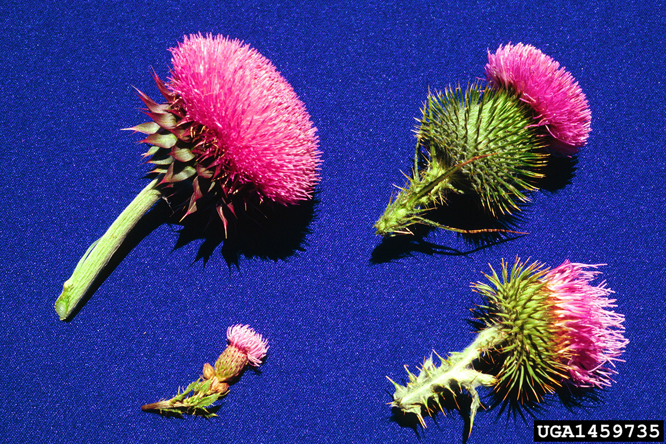 Flower heads of the invasive thistles present in Oklahoma such as the musk thistle, bull thistle, Canada thistle and Scotch thistle.