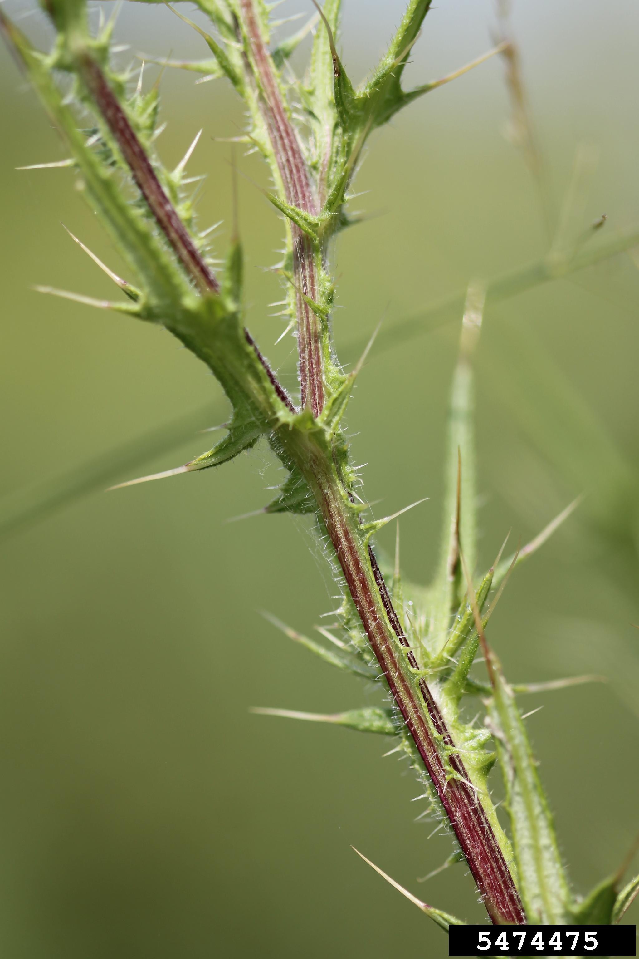 The leaf margins of a flowering bull thistle plant are tipped with spines, and the stems have spiny wings.
