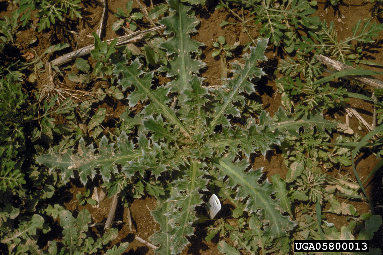 The rosette leaves of annual musk thistle plants are not as deeply lobed or spiny as the leaves of the biennial plants.