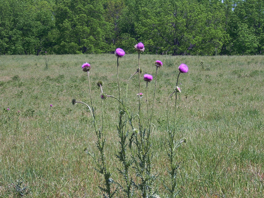 The flower heads of musk thistle are deep rose to purple and powder-puff shaped.