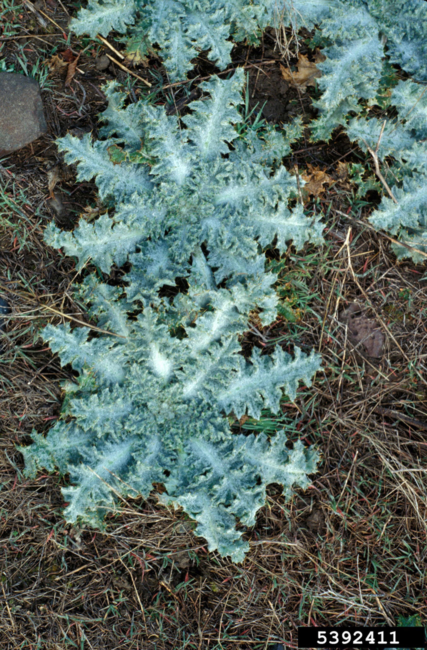 The leaves of seedling Scotch thistle are densely covered with fine cotton-like hairs.