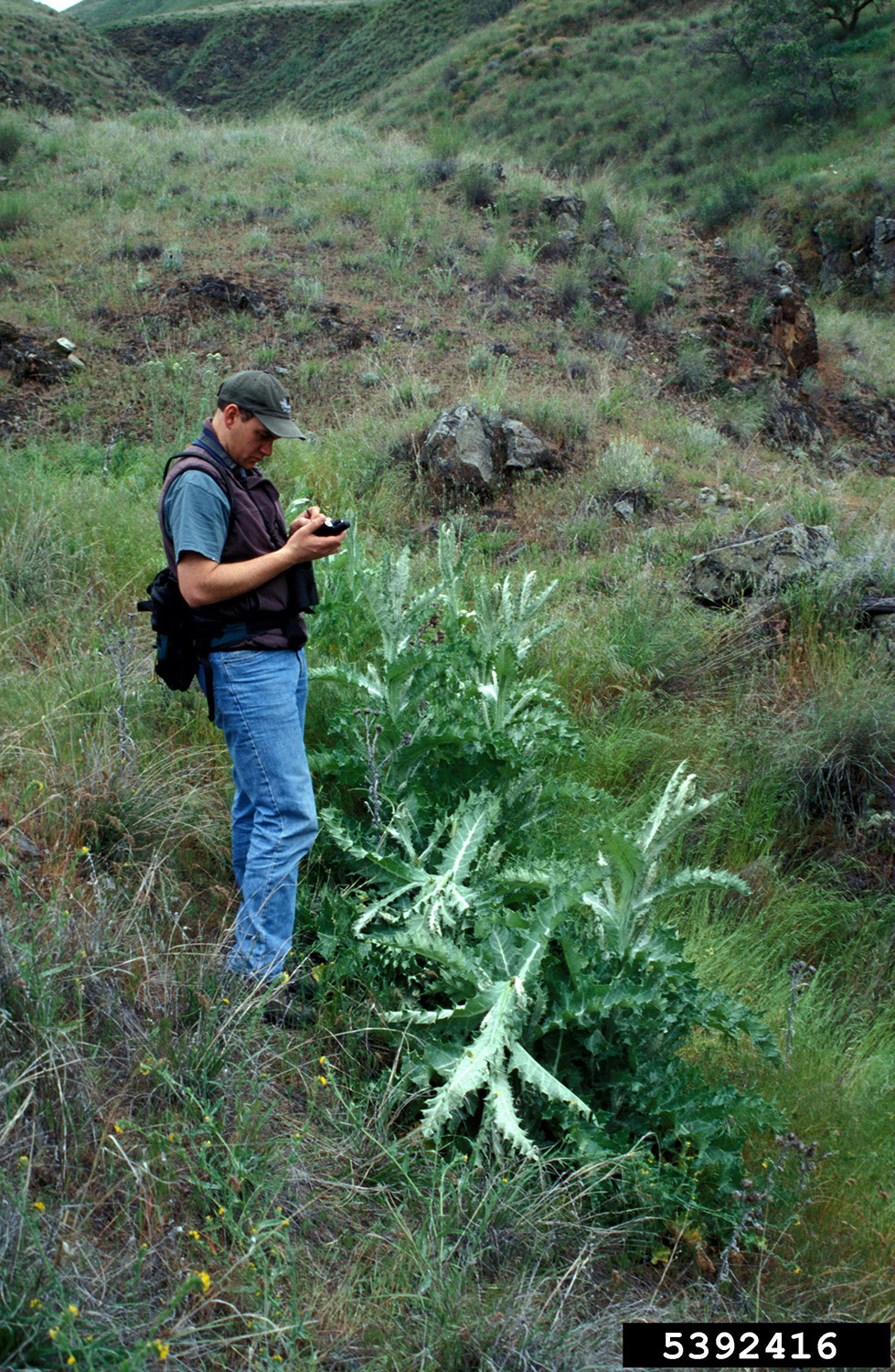 The height of a scotch thistle is compared next to a grown man.