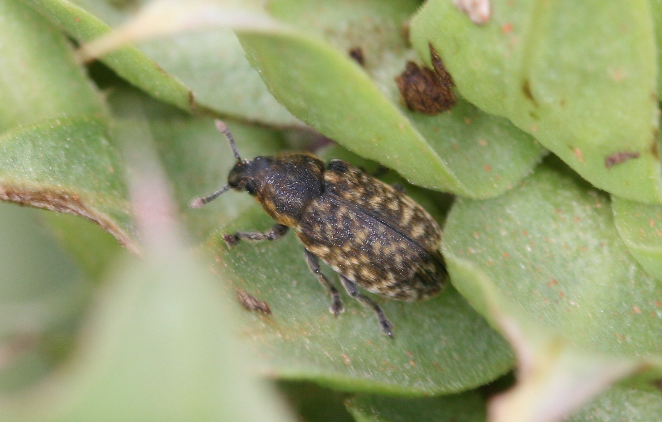 The thistle head weevil sits on green leaves and is fairly large in size.