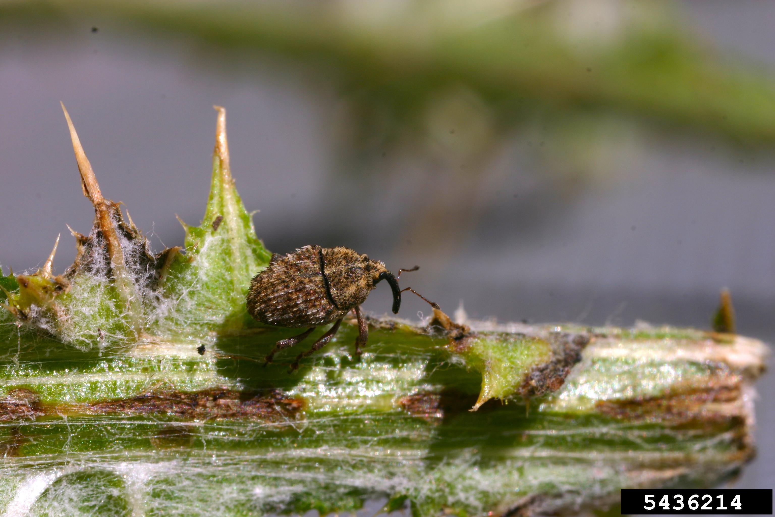 The rosette weevil sits on a leaf.