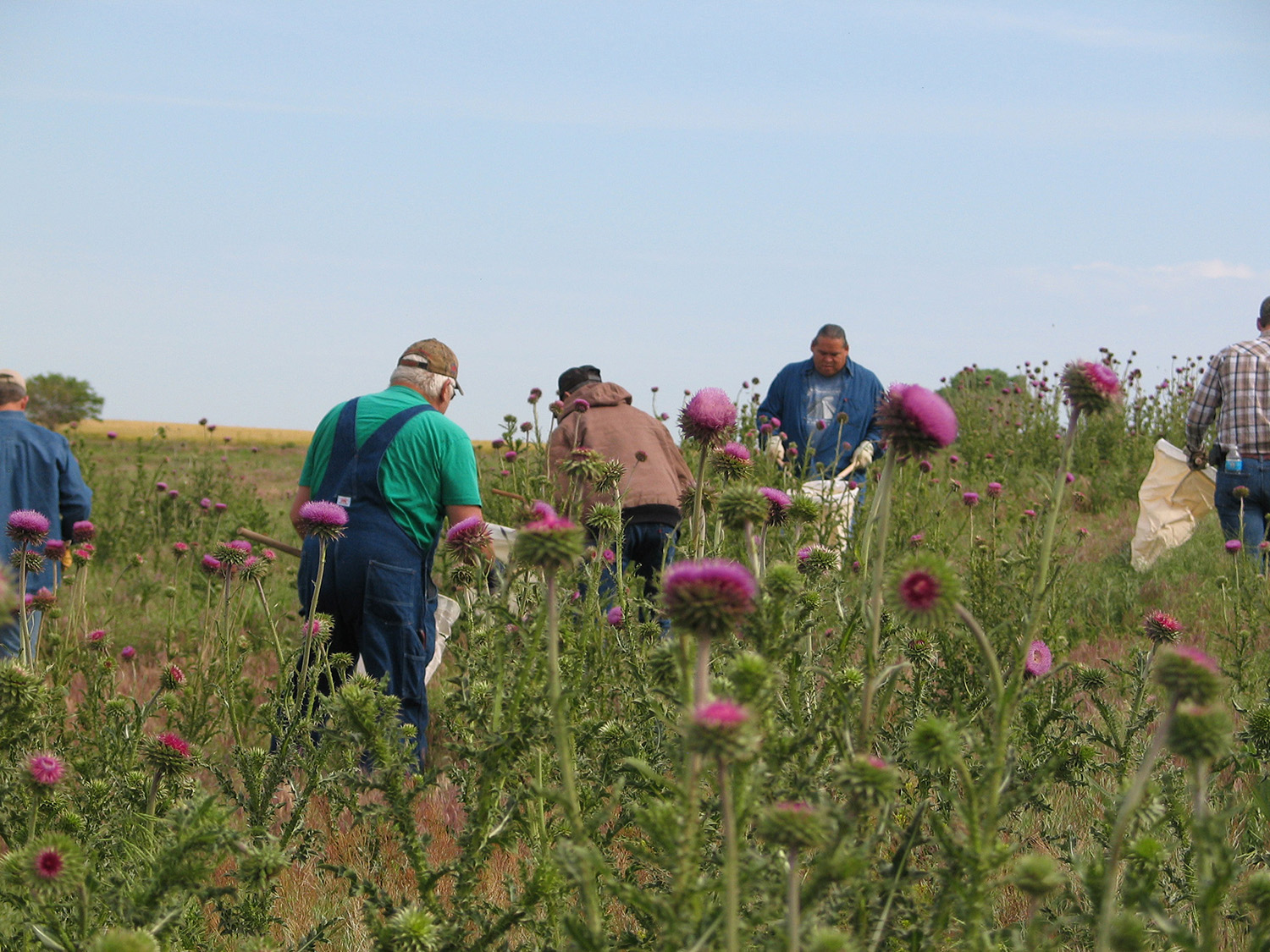 Several people gather musk thistle's.