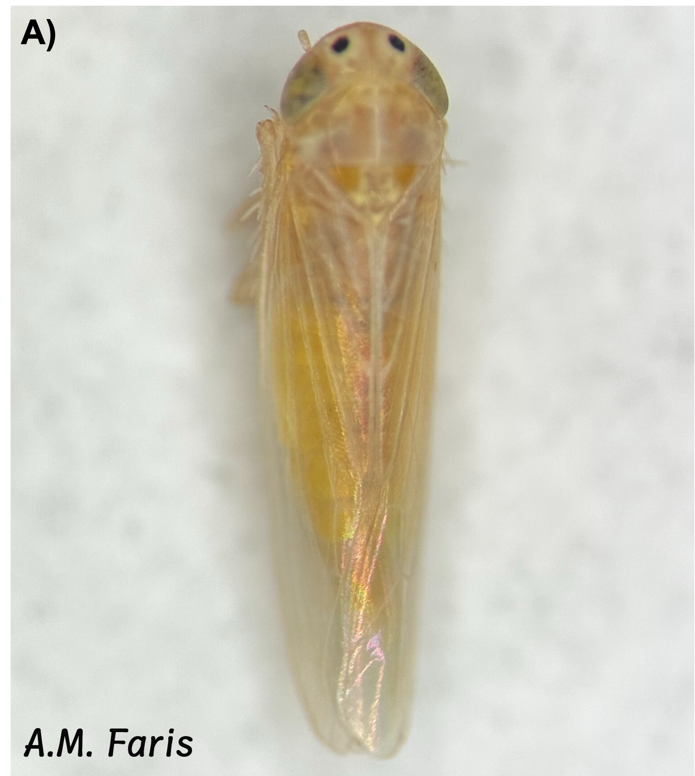 A small yellow corn leafhopper.