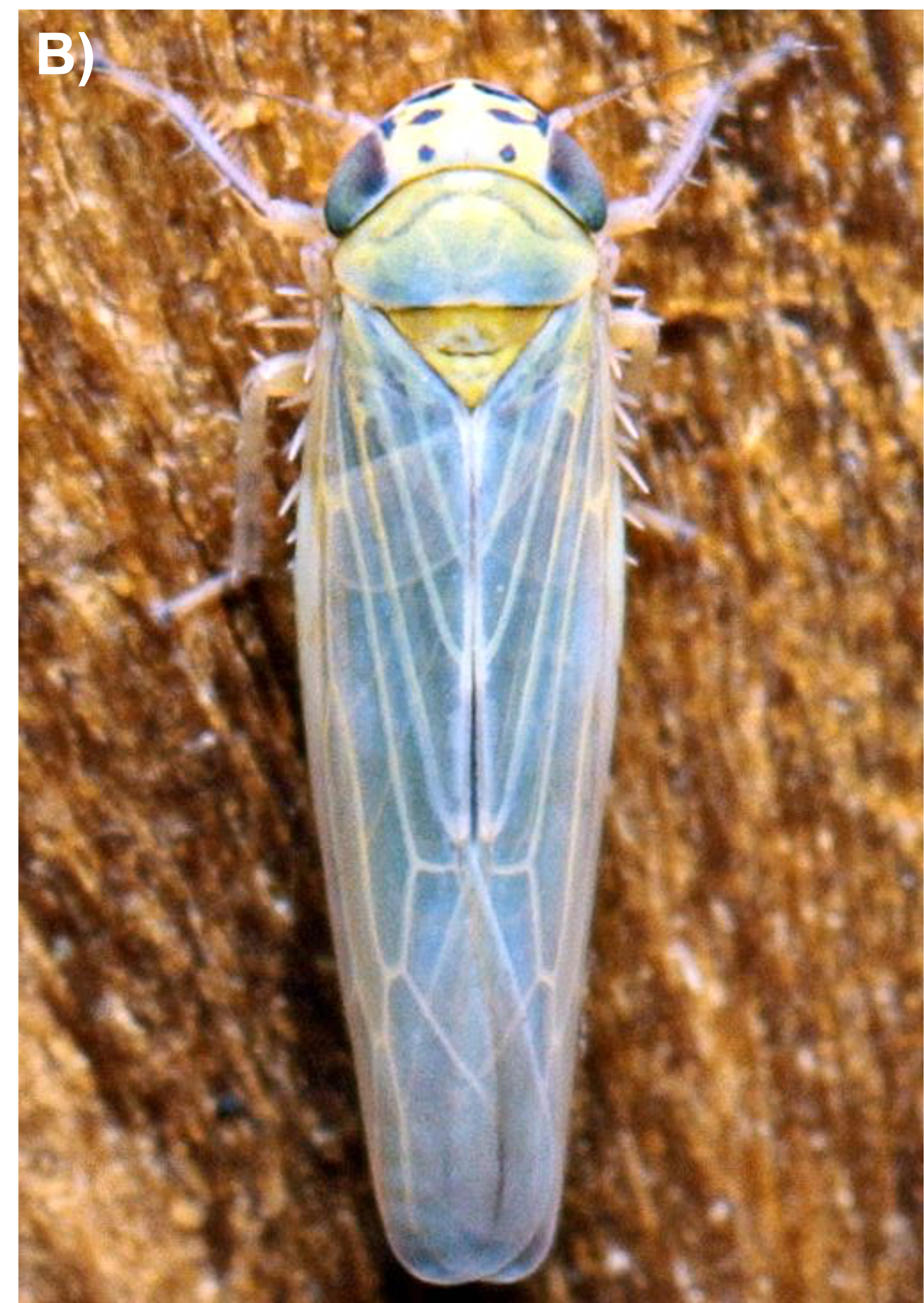 A small light blue insect from the corn leafhopper species.