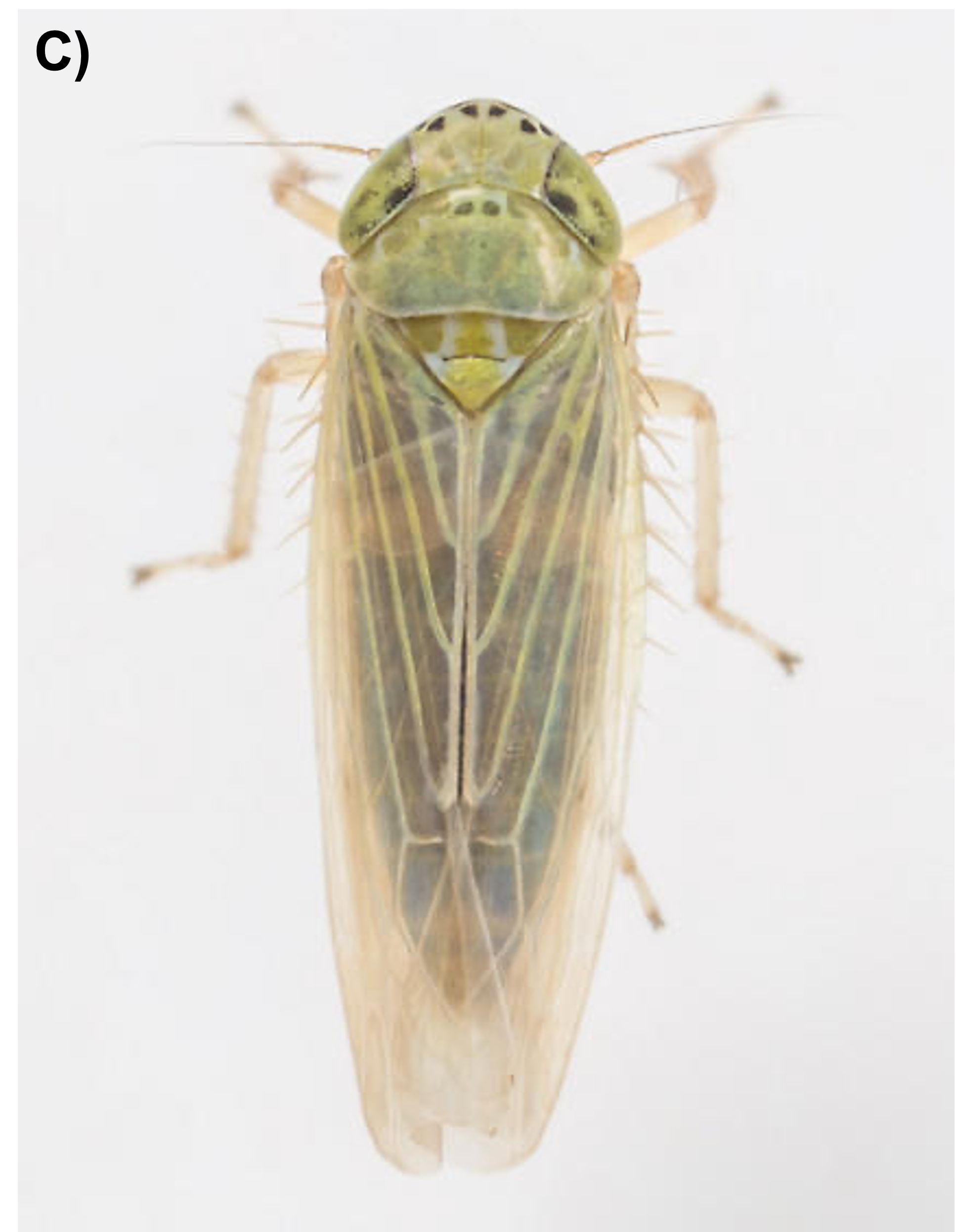 A small light green and tan insect from the corn leafhopper species.