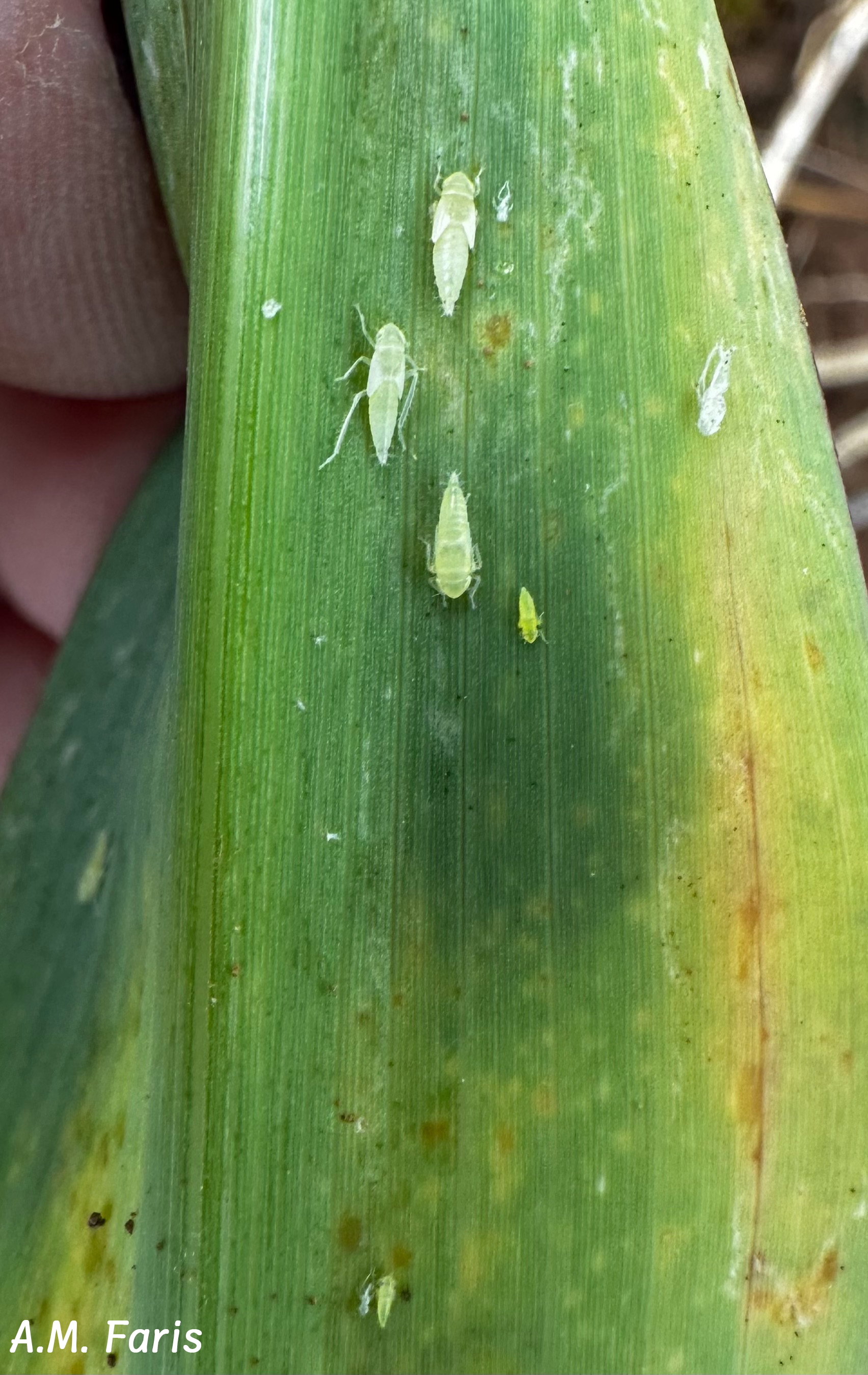Three light green corn leafhopper nymphs and two exuviae on a green corn leaf.