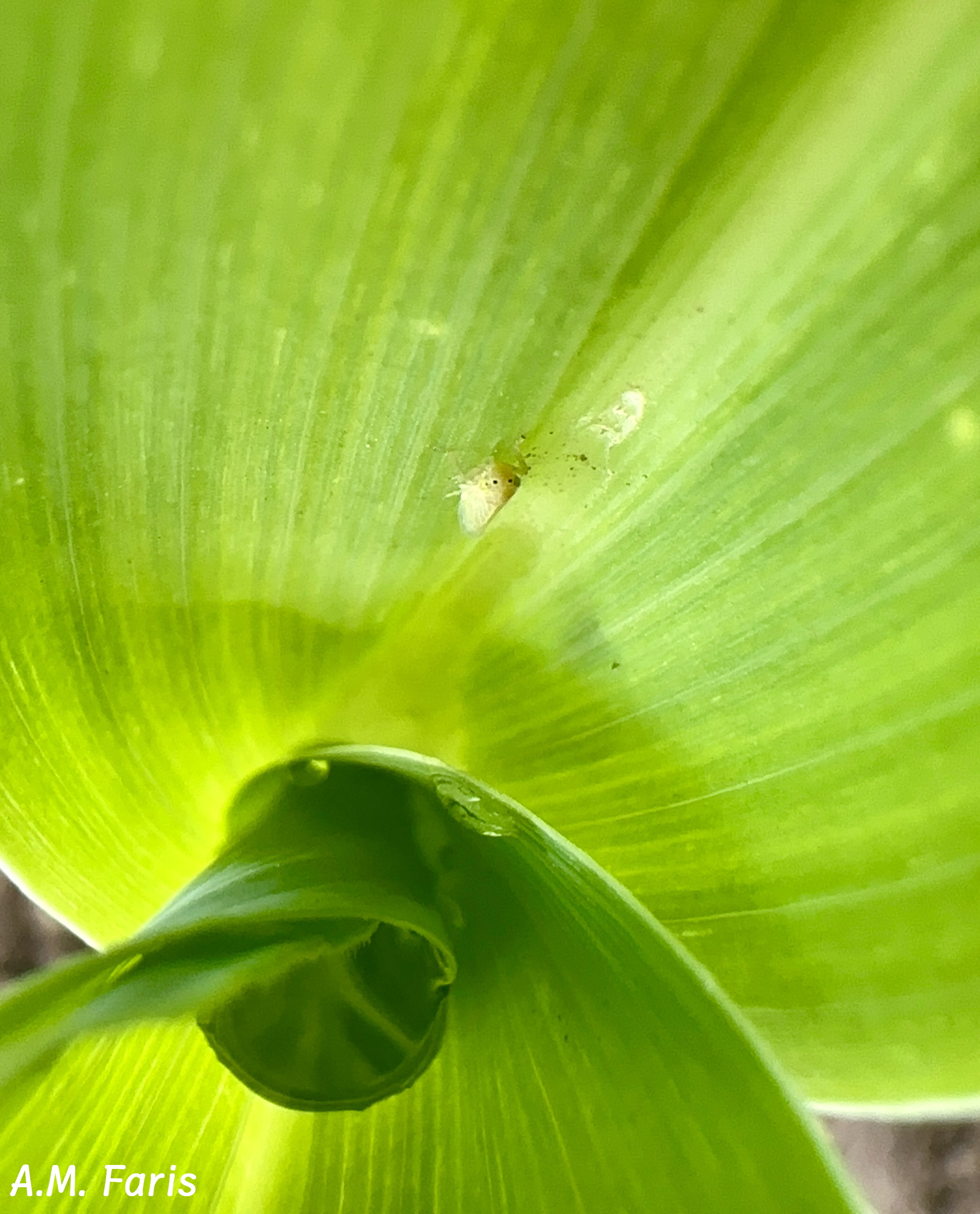 A light green adult corn leafhopper crawling inside a whorl of the vegetative stage of a green corn leaf.