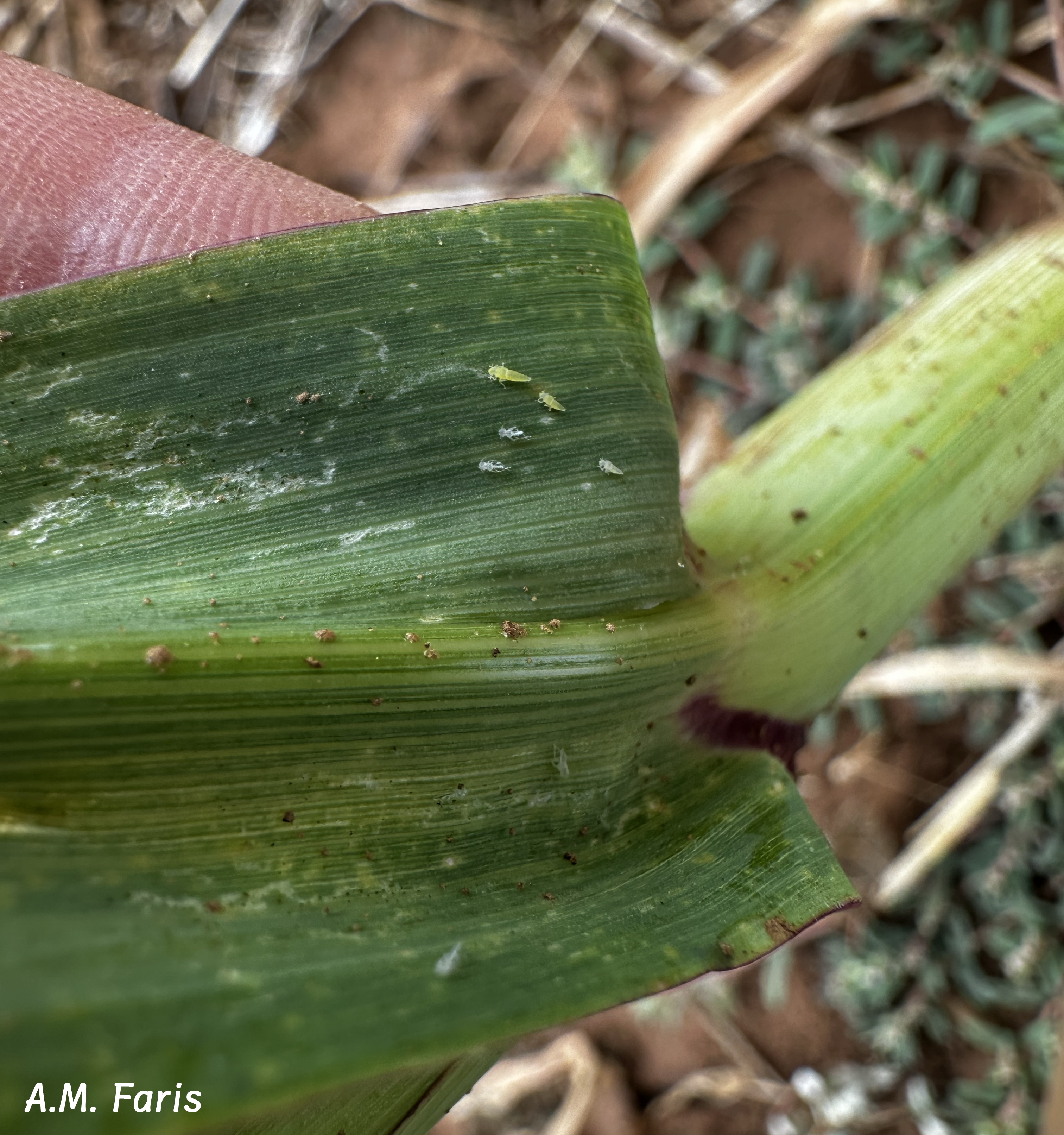 A group of small corn leafhopper nymphs and exuviae on the underside of a dark green corn leaf.