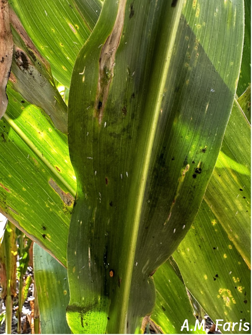 A dark green corn leaf covered in black sooty mold spots and exuviae from corn leafhopper nymphs.