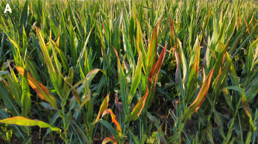 A corn field with light green leaves and the reddening of the leaf tips that indicate corn stunt symptoms.