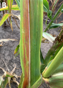 A light green corn leaf sprouting from brown soil with reddening streaks on the leaf.
