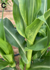 A light green corn leaf sworl with lighter green streaks known as chlorosis coming from the base of the leaf.