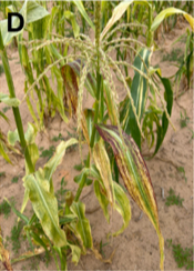 Small and short corn leaves that are lighter green/yellow with reddening leaves and chlorosis streaks.